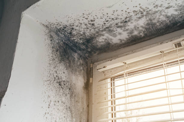 Affordable Mold Remediation solutions in Meadow Glade, WA