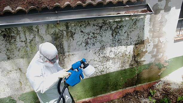 Top rated local Mold Remediation specialists in Meadow Glade, WA